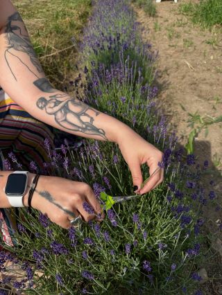 Levandule je sesbírána, a už se suší! 🌿 Tři týdny zpátky: já, levandule, ranní rosa a trocha aromaterapie se zahradnickými...